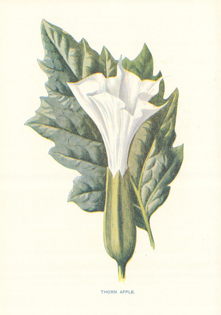 Thorn Apple. Wild Flowers by Frederick Edward Hulme c1895 old antique print